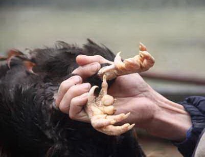 Tham trai nuoi ga 9 cua o Dong Nai hinh anh