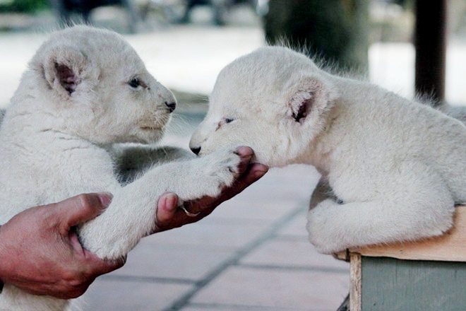 Su tu dot bien quy hiem, ca heo sinh con o Sai Gon hinh anh