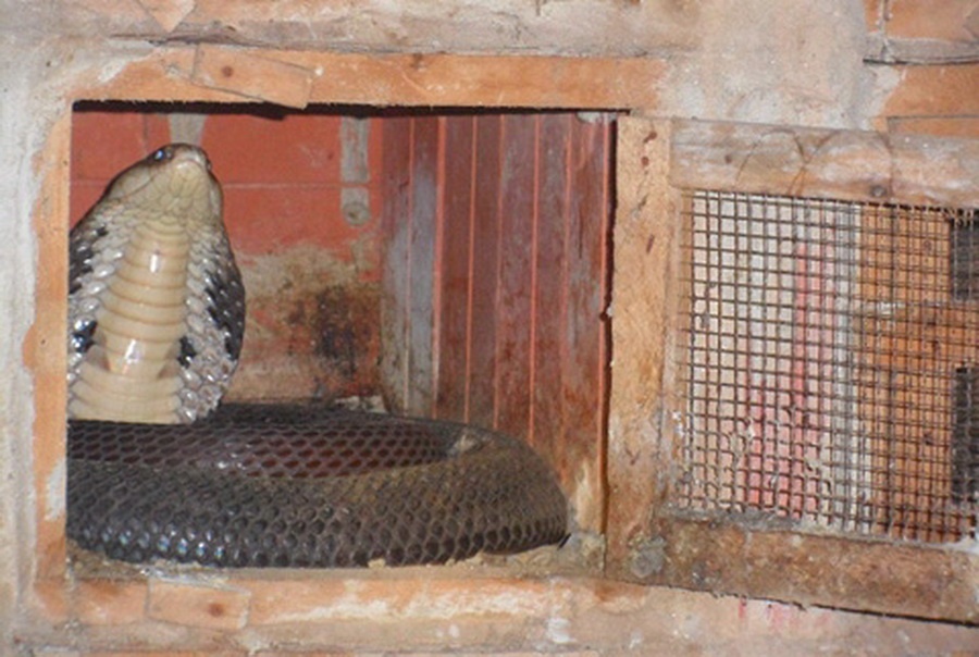 Nhung nguoi phu nu 'an ngu' voi ran doc o Vinh Phuc hinh anh