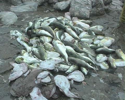 Khai quat xac dong vat thoi lam 'dac san' hinh anh