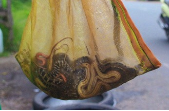 6 ngoi cho ky di giua Sai Gon hinh anh