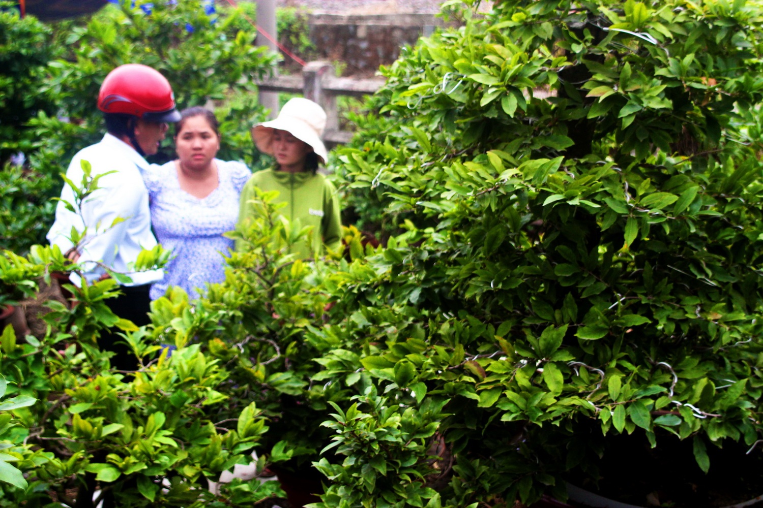 Mai Tet xuong pho Sai Gon hinh anh