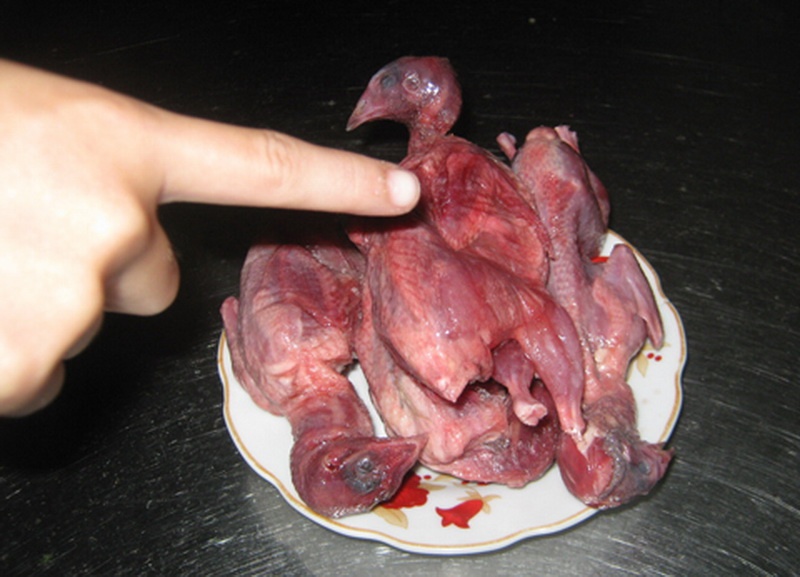 Tan diet chim nhac bang luoi ca hinh anh