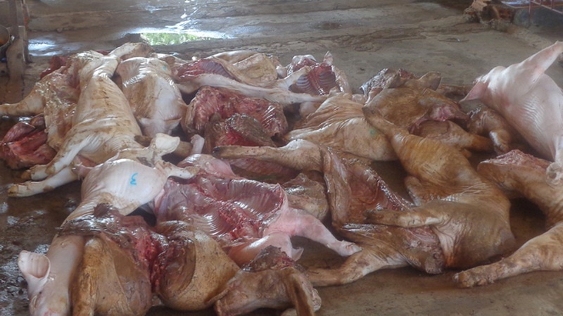 Thay doan kiem tra, nem ca ta thit thoi sang nha hang xom hinh anh