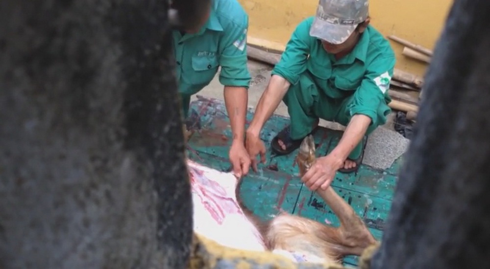 Xe thit nai giua cong vien Da Nang hinh anh