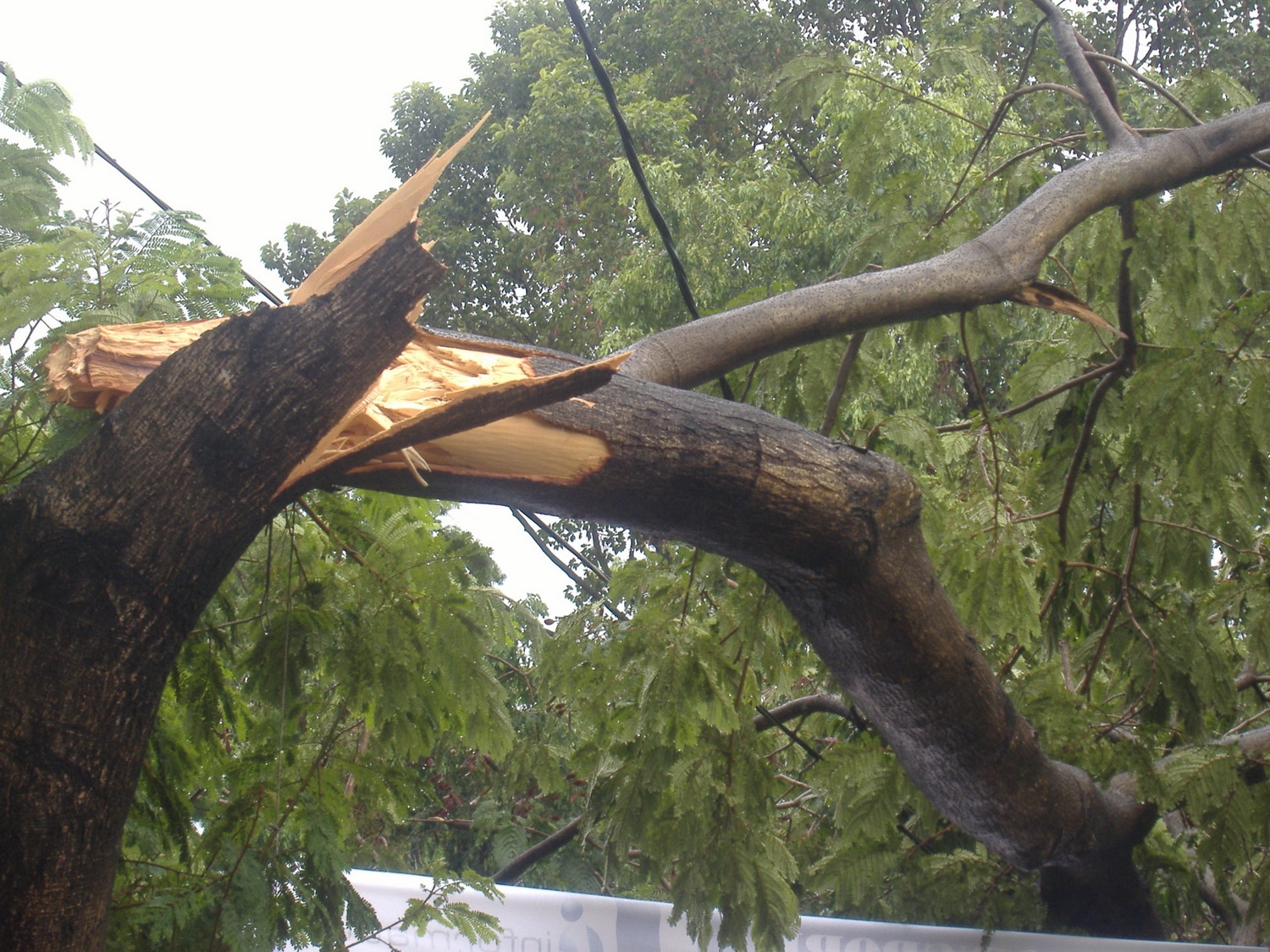 Nhieu cay xanh o Sai Gon bi gay trong con mua dau mua hinh anh