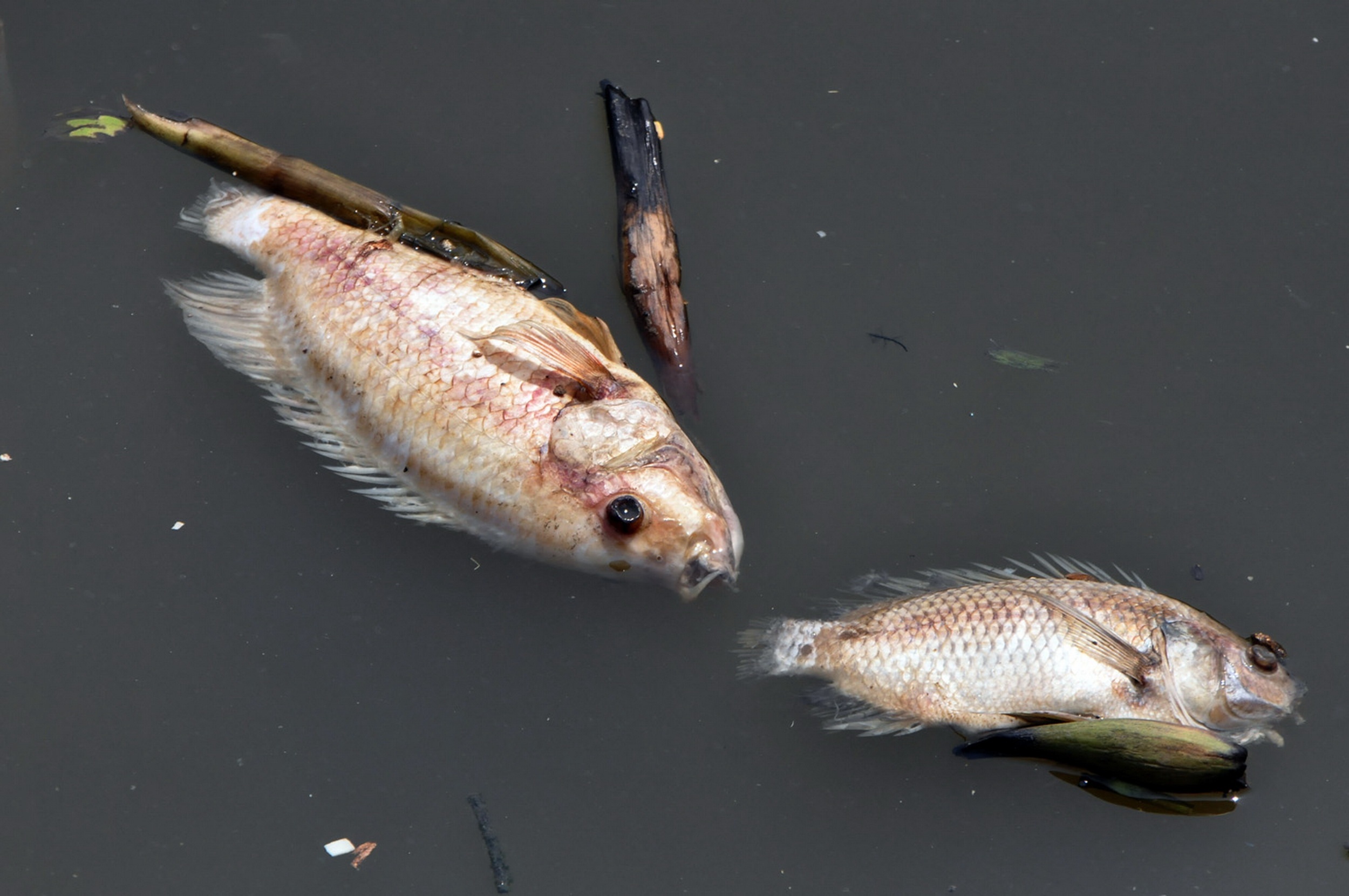 Ca chet hang loat tren kenh Nhieu Loc - Thi Nghe hinh anh
