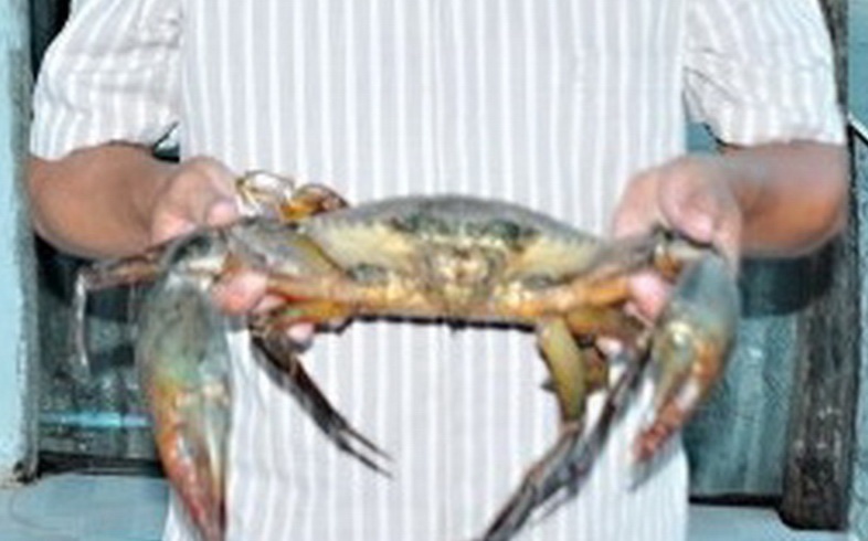 Cua hung du, nang 2,15 kg duoi ao bo hoang hinh anh