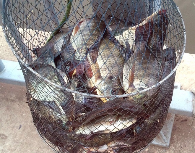 Cau 5 kg ca trong 3 gio tren kenh Nhieu Loc - Thi Nghe hinh anh