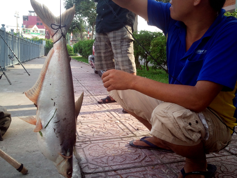 Cau duoc ca lon tren kenh Nhieu Loc - Thi Nghe hinh anh