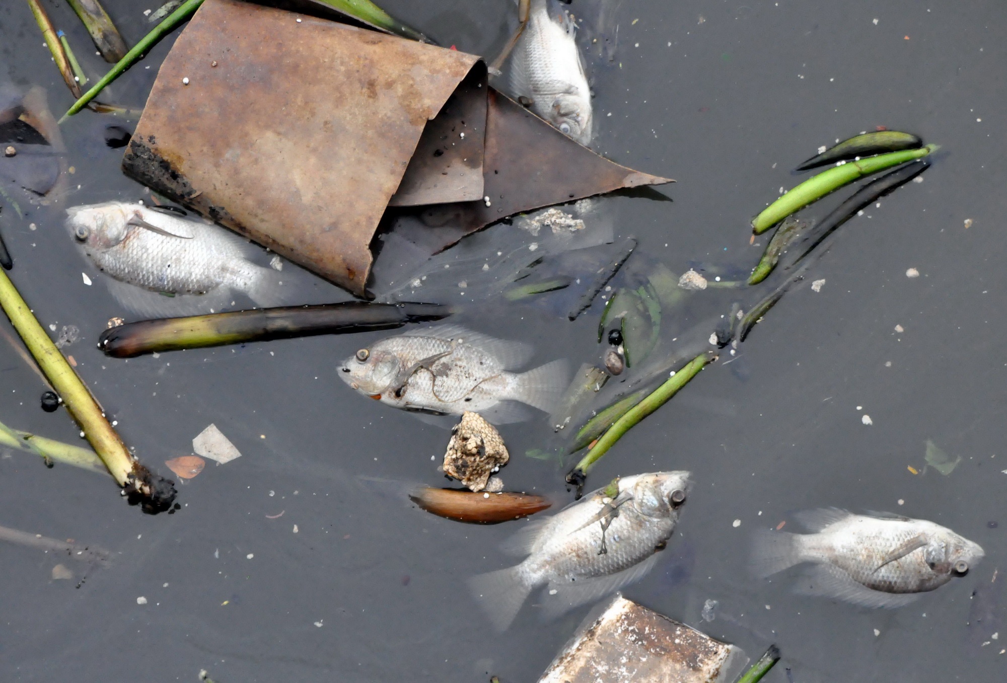 Ca tiep tuc chet tren kenh Nhieu Loc-Thi Nghe hinh anh