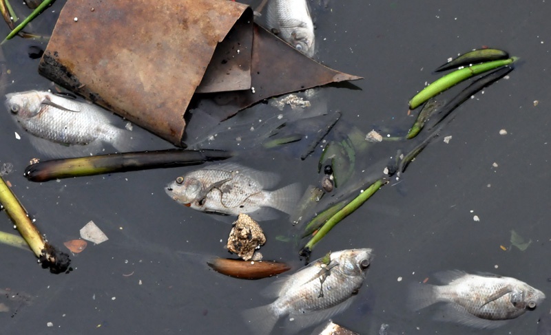 Ca noi trang, kenh Nhieu Loc - Thi Nghe vang nguoi di dao hinh anh