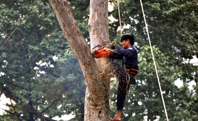 Nguoi Sai Gon tiec nuoi hang cay co thu bien mat hinh anh