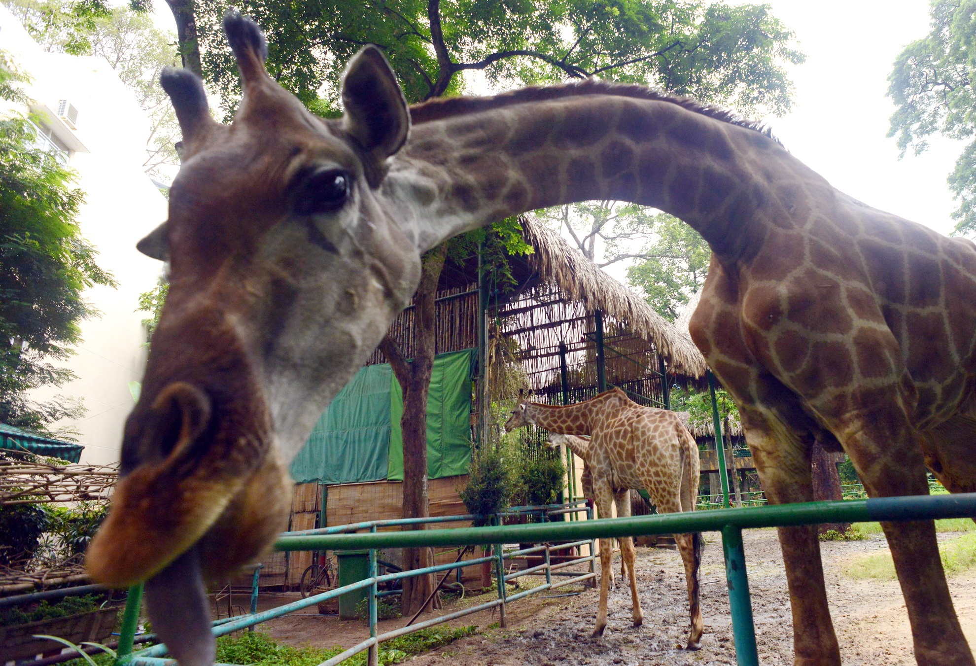 Dong vat cao nhat the gioi gia 4 ty o Thao Cam Vien hinh anh