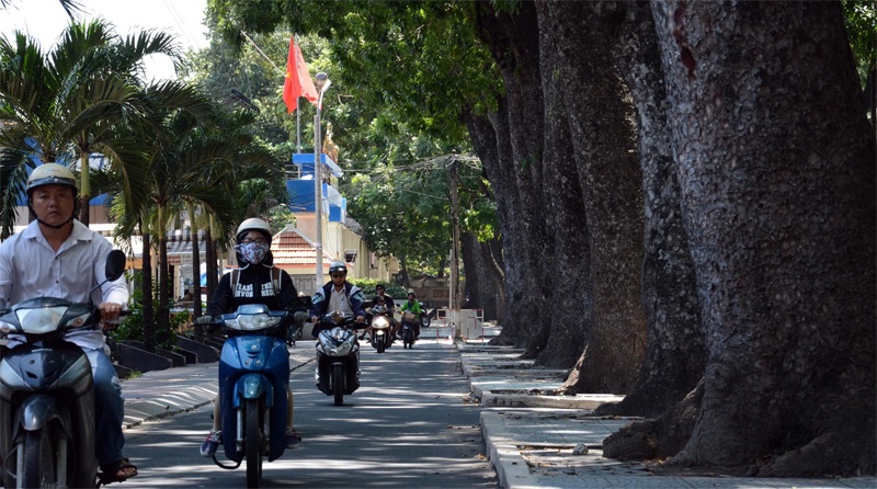 Nhung hang cay tuyet dep cua Sai Gon sap bi don ha hinh anh