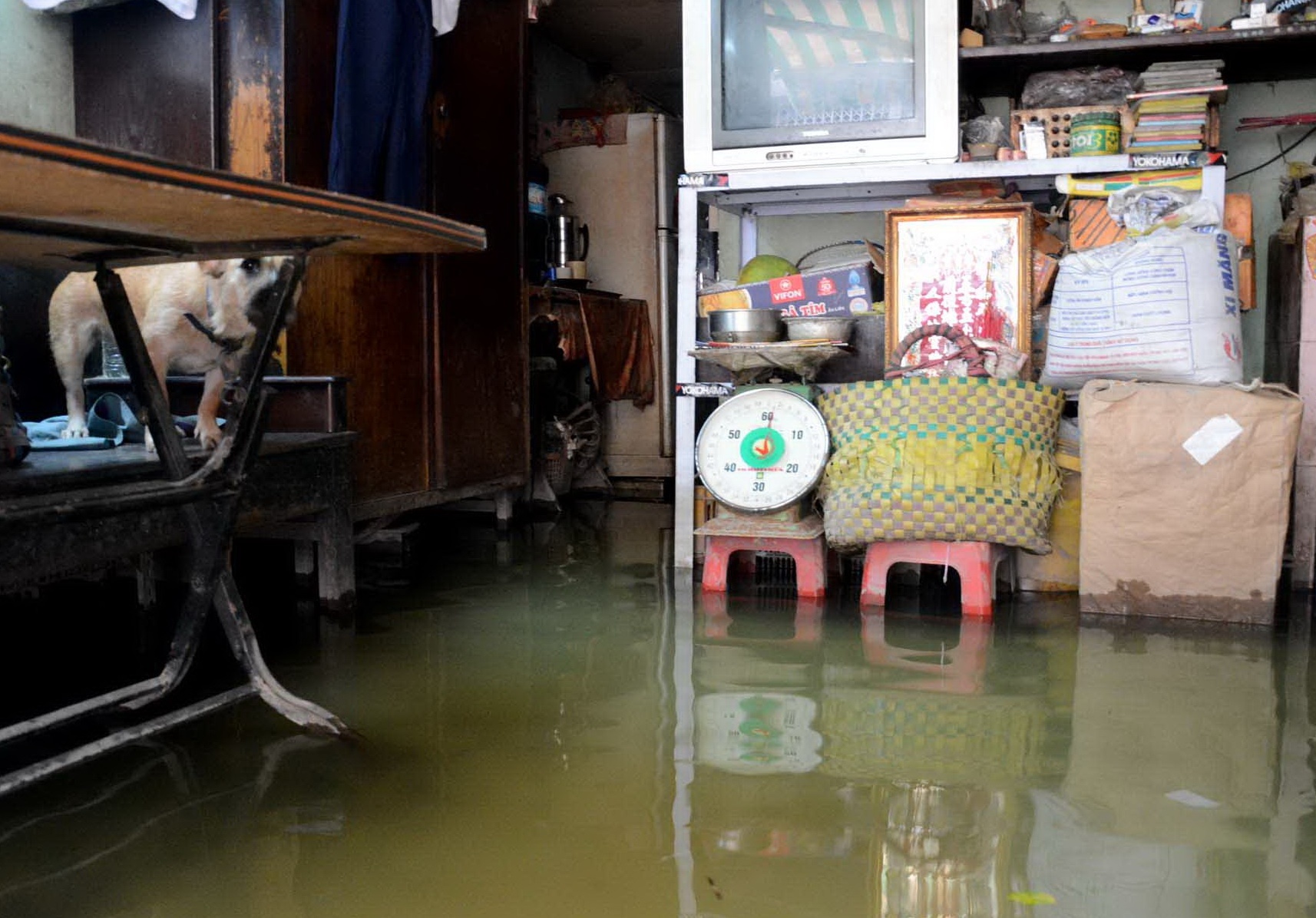 Nha moc reu, chan lo loet do nuoc ngap lau ngay o TP.HCM hinh anh