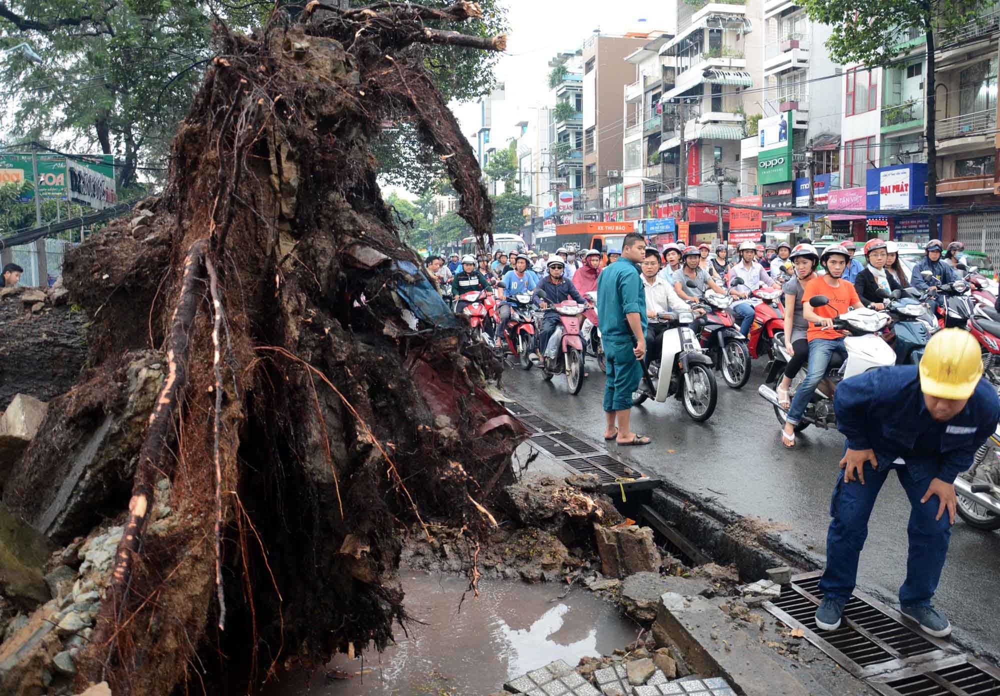 Theo quan sát, gốc của cây xanh này phần rể khá ngắn, một số phần rể bị mục nát khiến nhiều người đi đường ngó nhìn phải e ngại. Người dân tại khu vực này cho biết, rất may trong lúc trời đang mưa không có ai ở sân nhà hát, nếu cây đổ hướng ra đường thì chưa biết hậu quả sẽ lớn chừng nào.