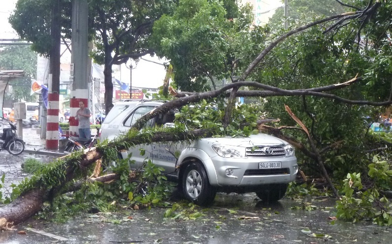 Nhánh bị tét đè bẹp nóc ôtô 7 chỗ Không có thương vong nhưng tuyến đường bị phong tỏa. Ngoài ra, ở góc đường Trương Định - Nguyễn Thị Diệu (quận 3), cây xanh này đè vào 3 xe máy của người đi đường. Rất may các nạn nhân chỉ bị trầy xước nhẹ nên tự dựng xe bỏ đi. Trên đường Trần Phú, đoạn gần giao lộ Nguyễn Trãi (phường 8, quận 5), một cây cổ thụ bật gốc ngã ra đường. Nhân viên cây xanh tiến hành cắt cây trong mưa để giải tỏa ùn tắc. Một cây xanh khác đã bật gốc trên đường Trần Hưng (phường 7, quận 5). Nhiều tuyến đường khác, cây xanh cũng bị bật gốc, tét nhánh nằm la liệt.