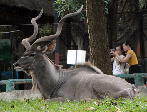 Vuon thu mo trong khu du lich Dai Nam cua ong Dung 'lo voi' hinh anh