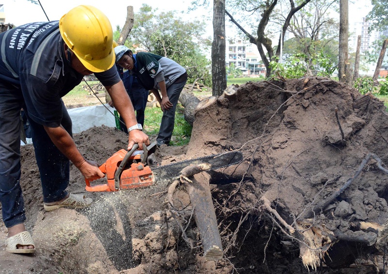Cong vien o TP HCM nhu lam truong don go hinh anh