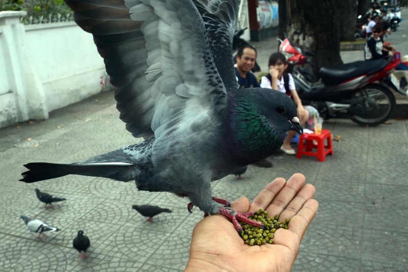 300 con chim vo chu dac biet o Sai Gon hinh anh