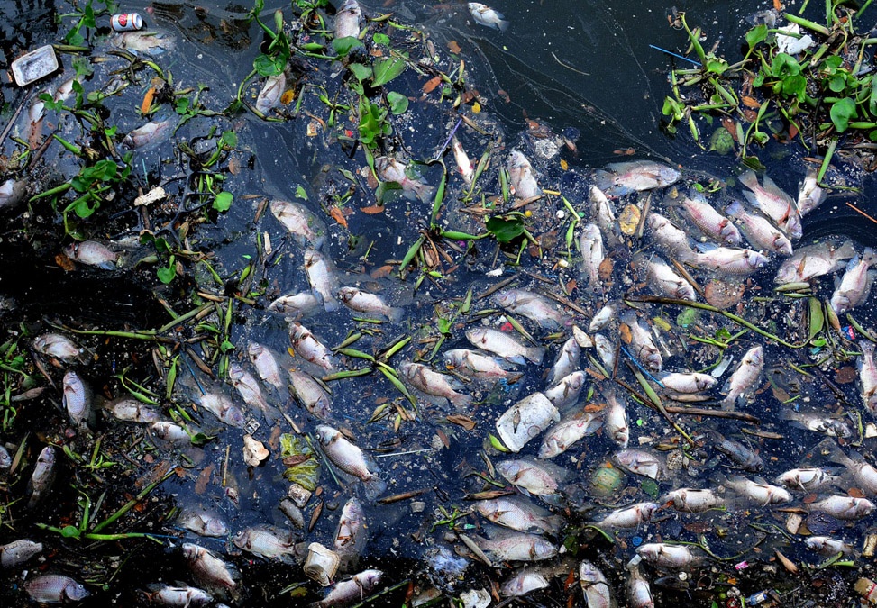 Ca chet hang loat sau mua o kenh Nhieu Loc hinh anh