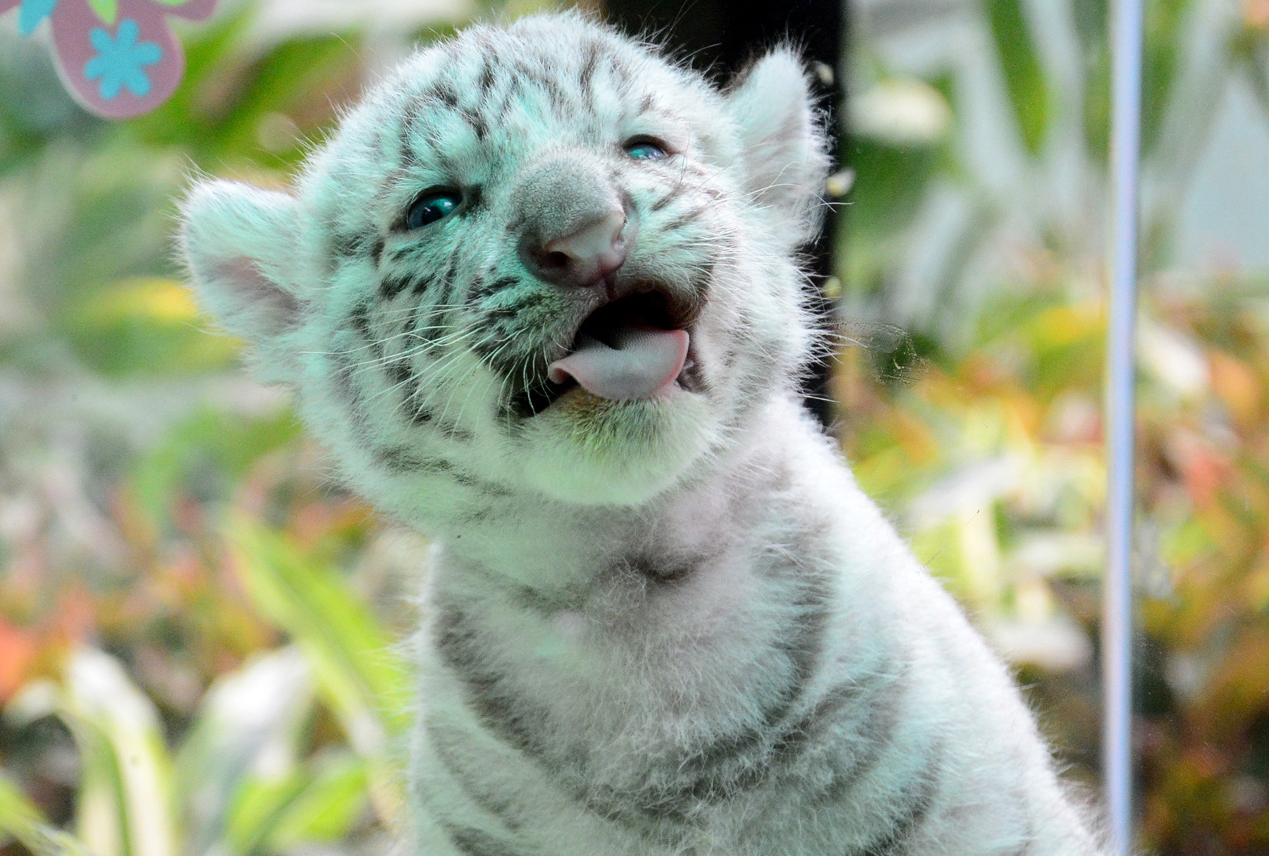 Nguoi dan hao huc tham ho trang con o Thao cam vien hinh anh