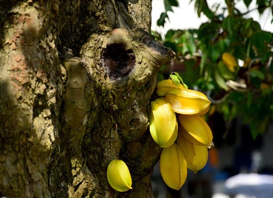 Mai, khe, loc vung gia hang ty do ve pho nha giau Sai Gon hinh anh