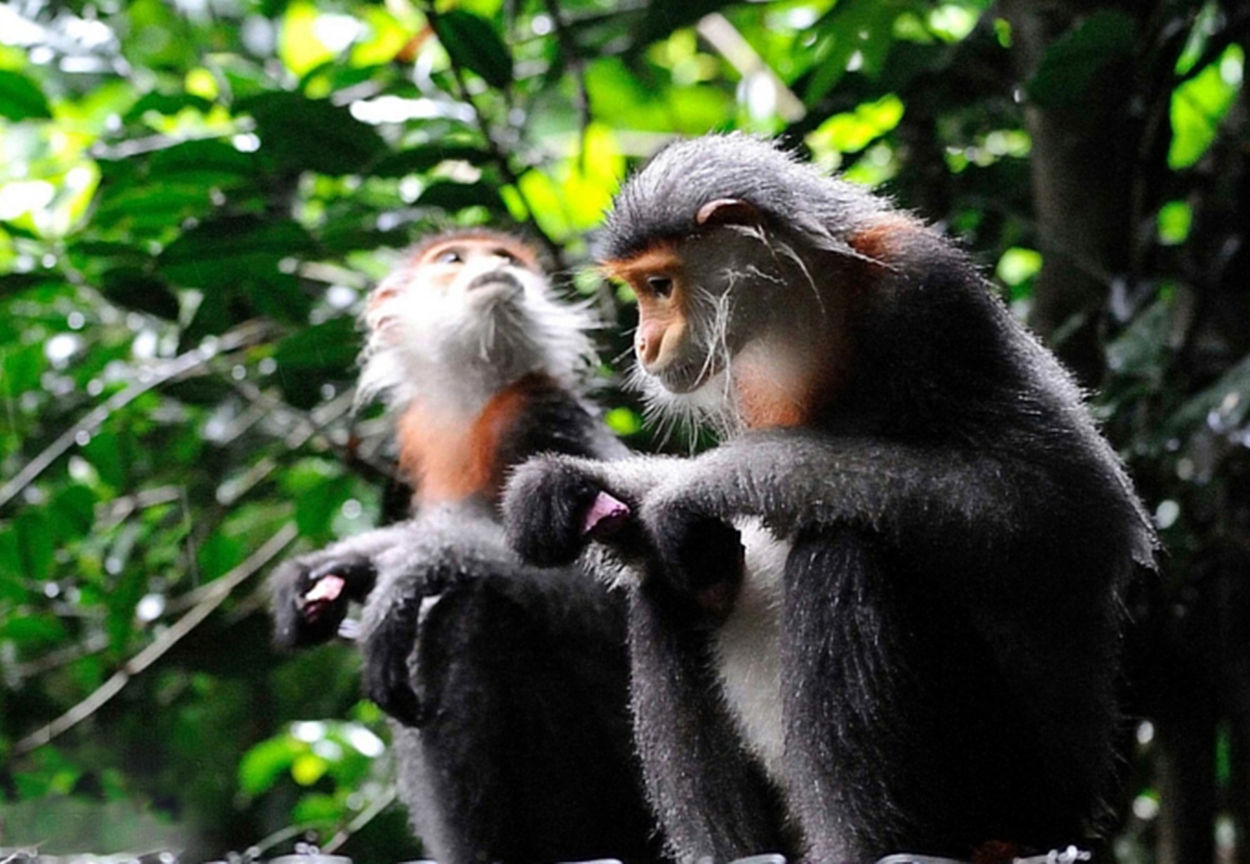 Phat hien 500 ca the vooc quy hiem o Tay Nguyen hinh anh