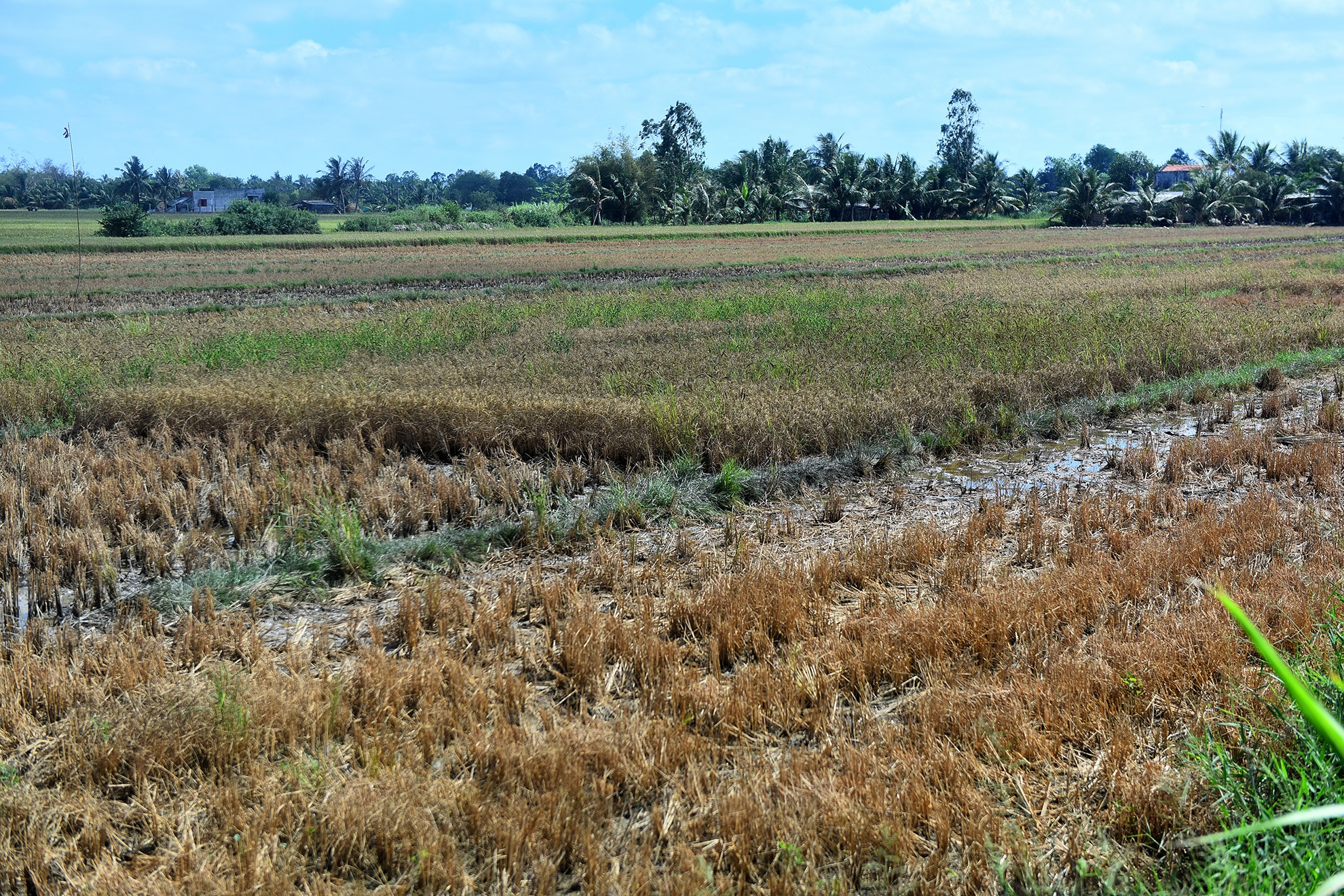 DBSCL thieu nuoc ngot anh 1