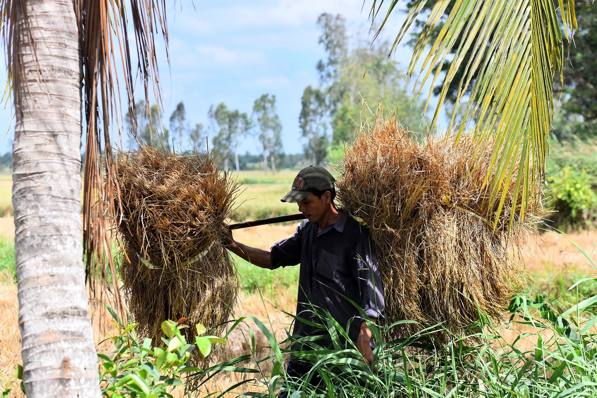 DBSCL thieu nuoc ngot anh 3