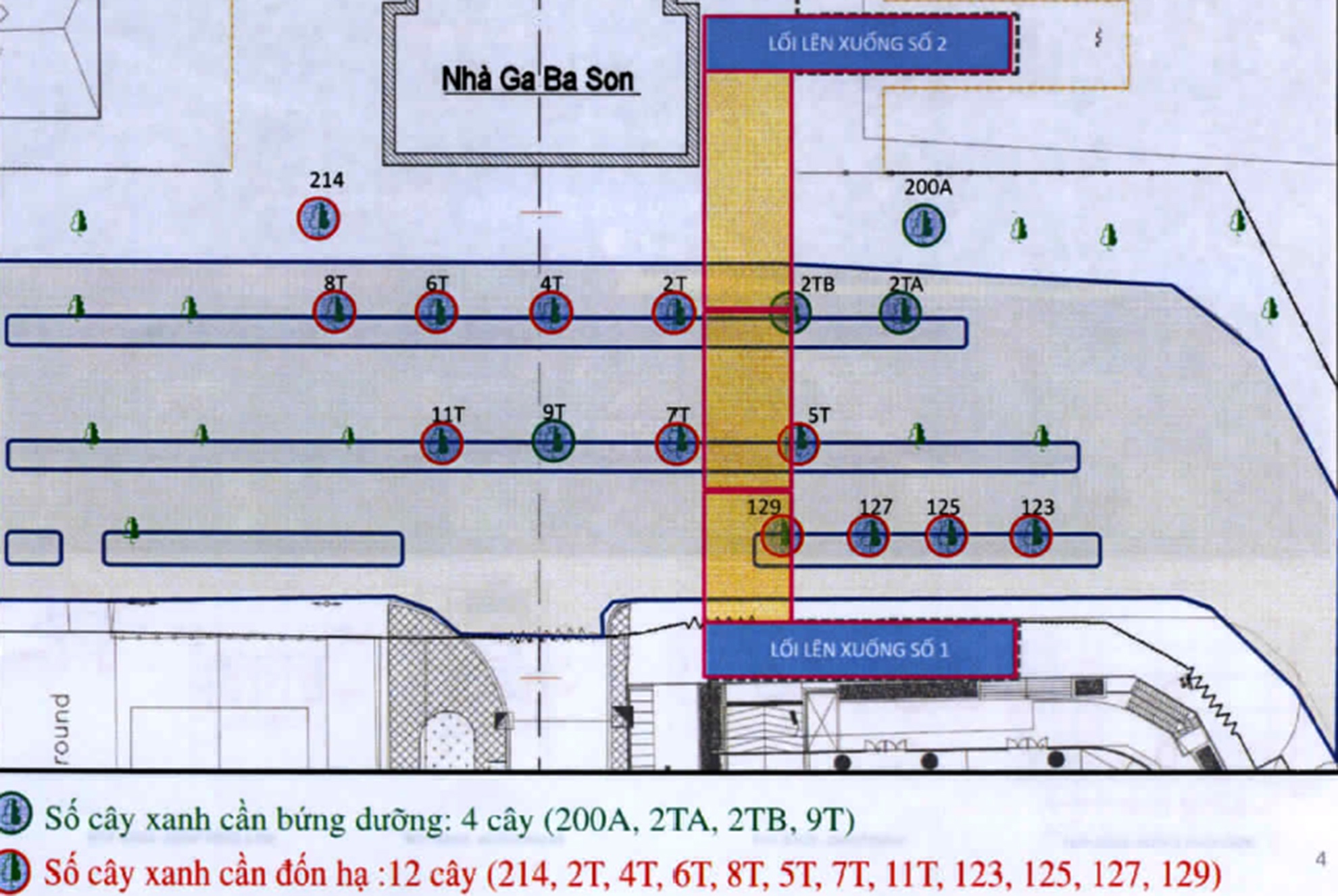 đốn hạ 12 cây xà cừ ảnh 2 don ha 12 cay xa cu anh 2