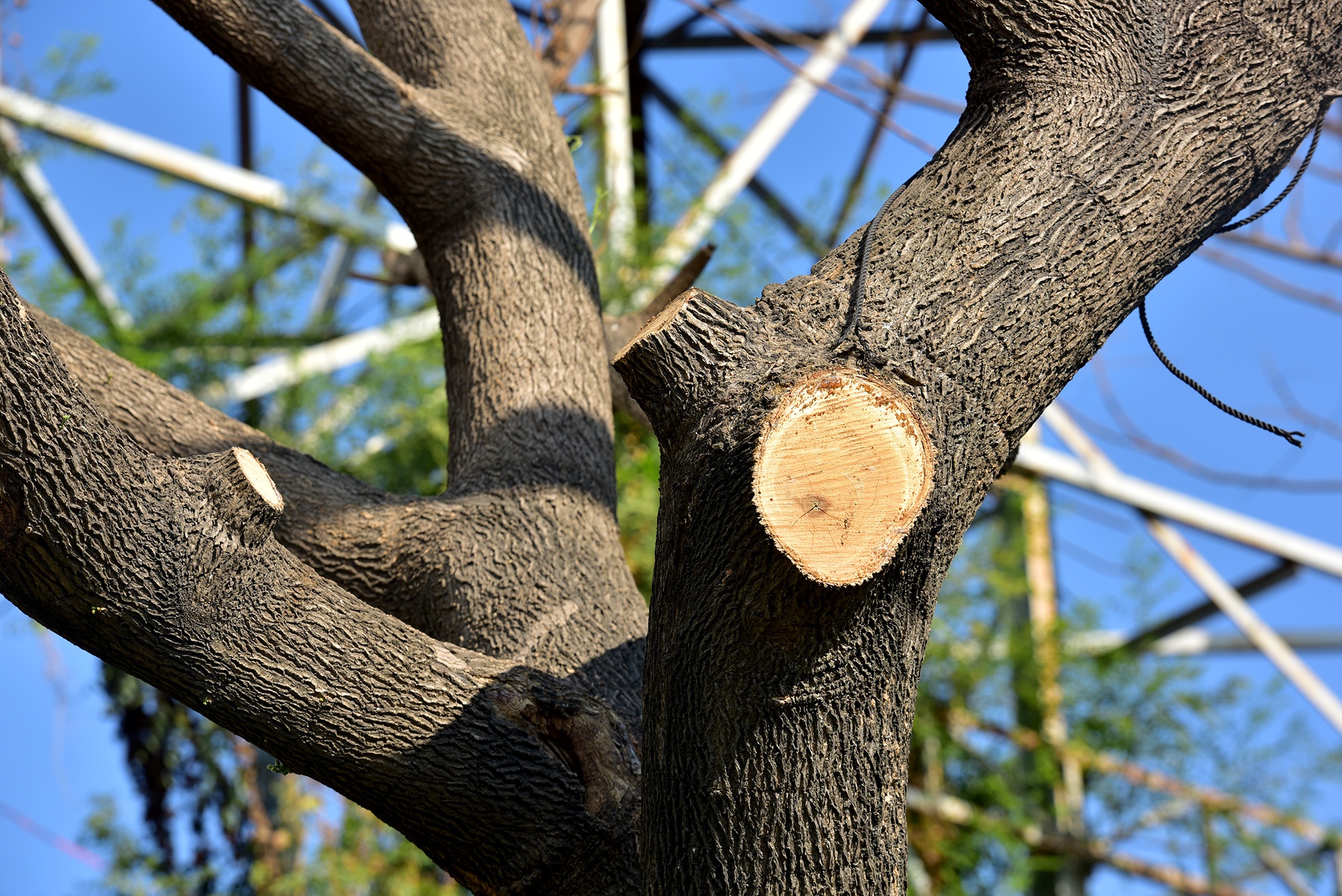 Hang loat cay xanh o TP HCM chet bat thuong hinh anh