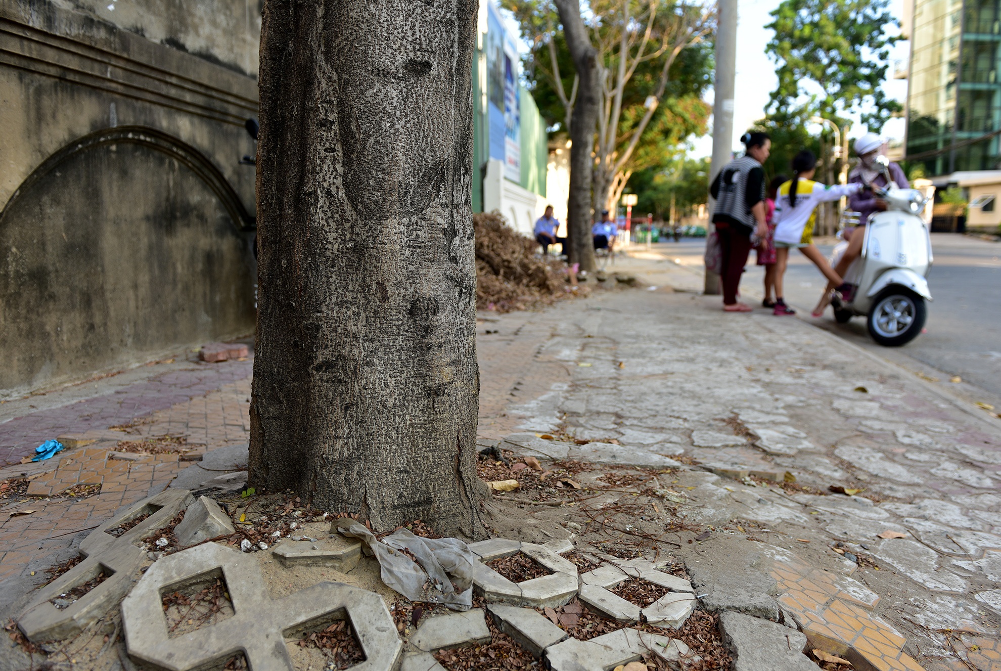 cay xanh o TP HCM chet bat thuong anh 15