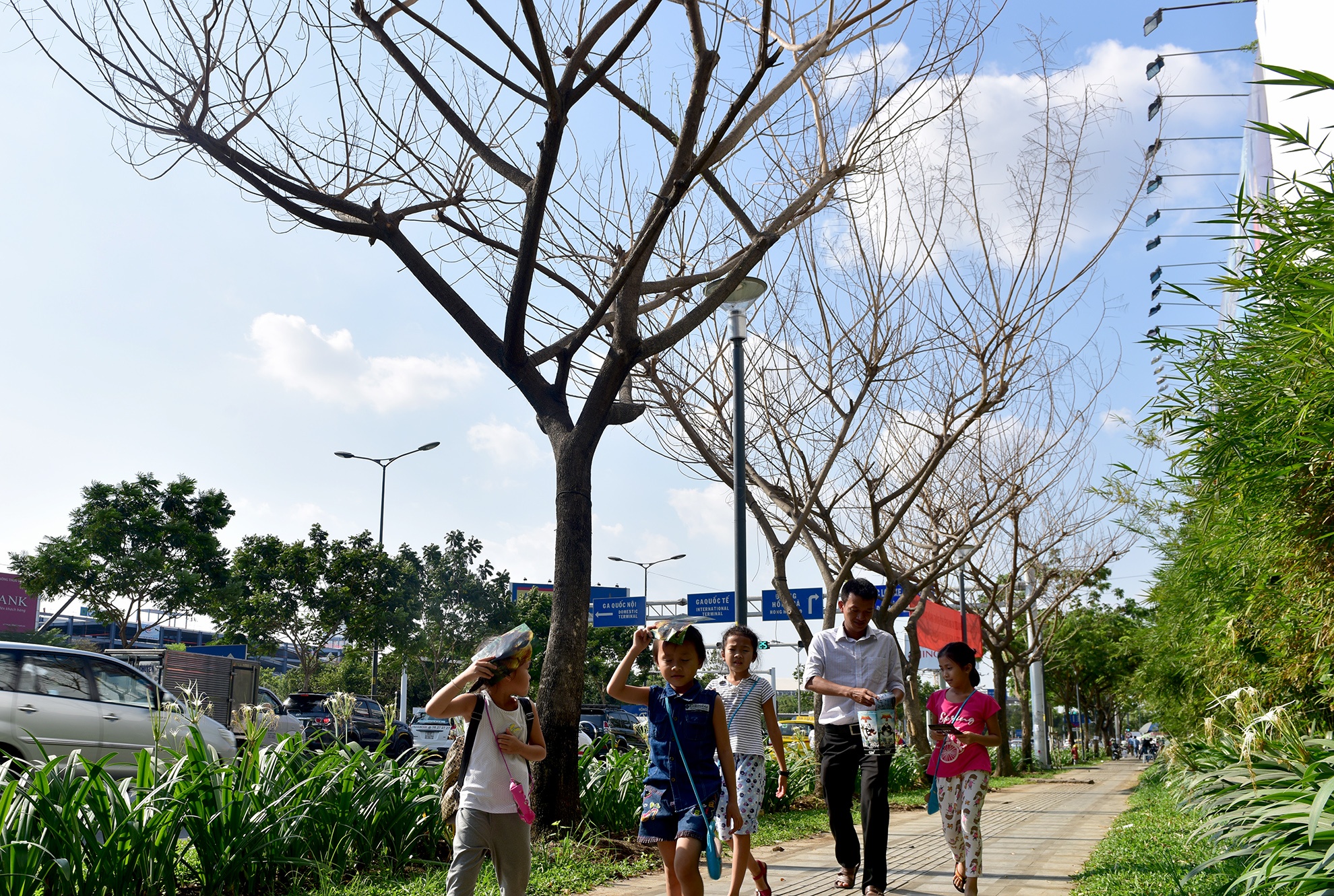 cay xanh o TP HCM chet bat thuong anh 8