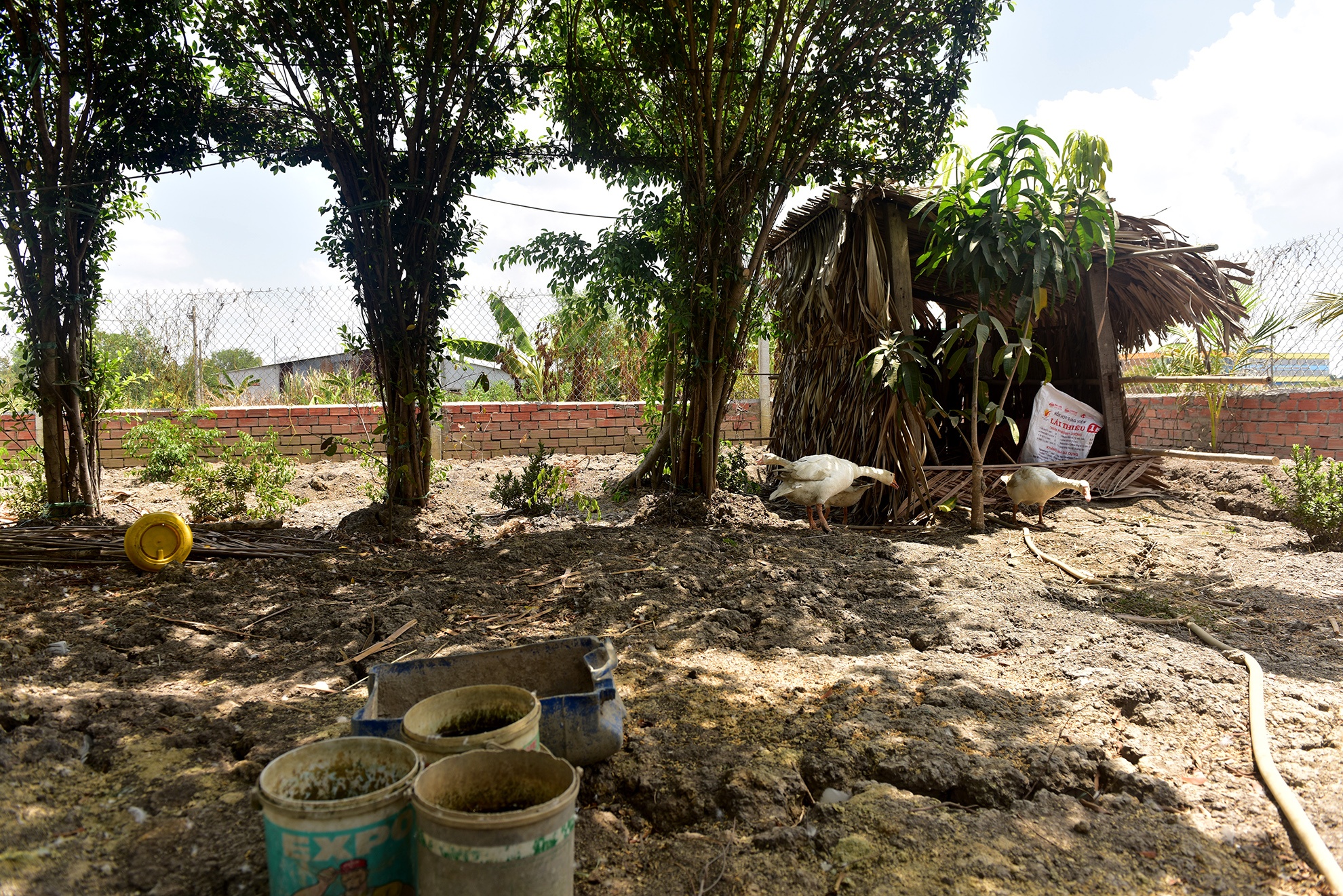 dung choi nuoi vit cung bi khoi to anh 7