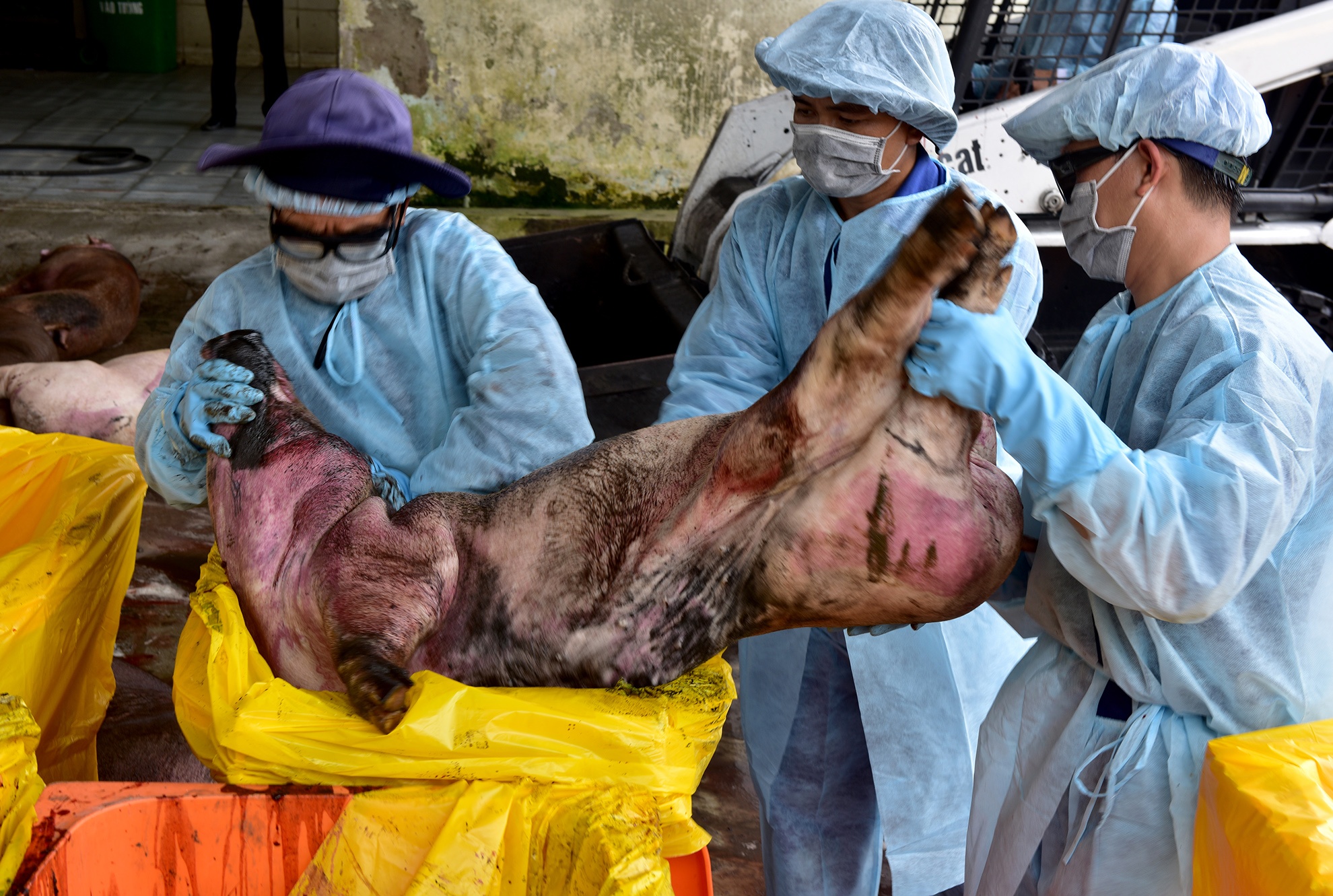 Canh tieu huy 80 con heo co chat cam salbutamol hinh anh