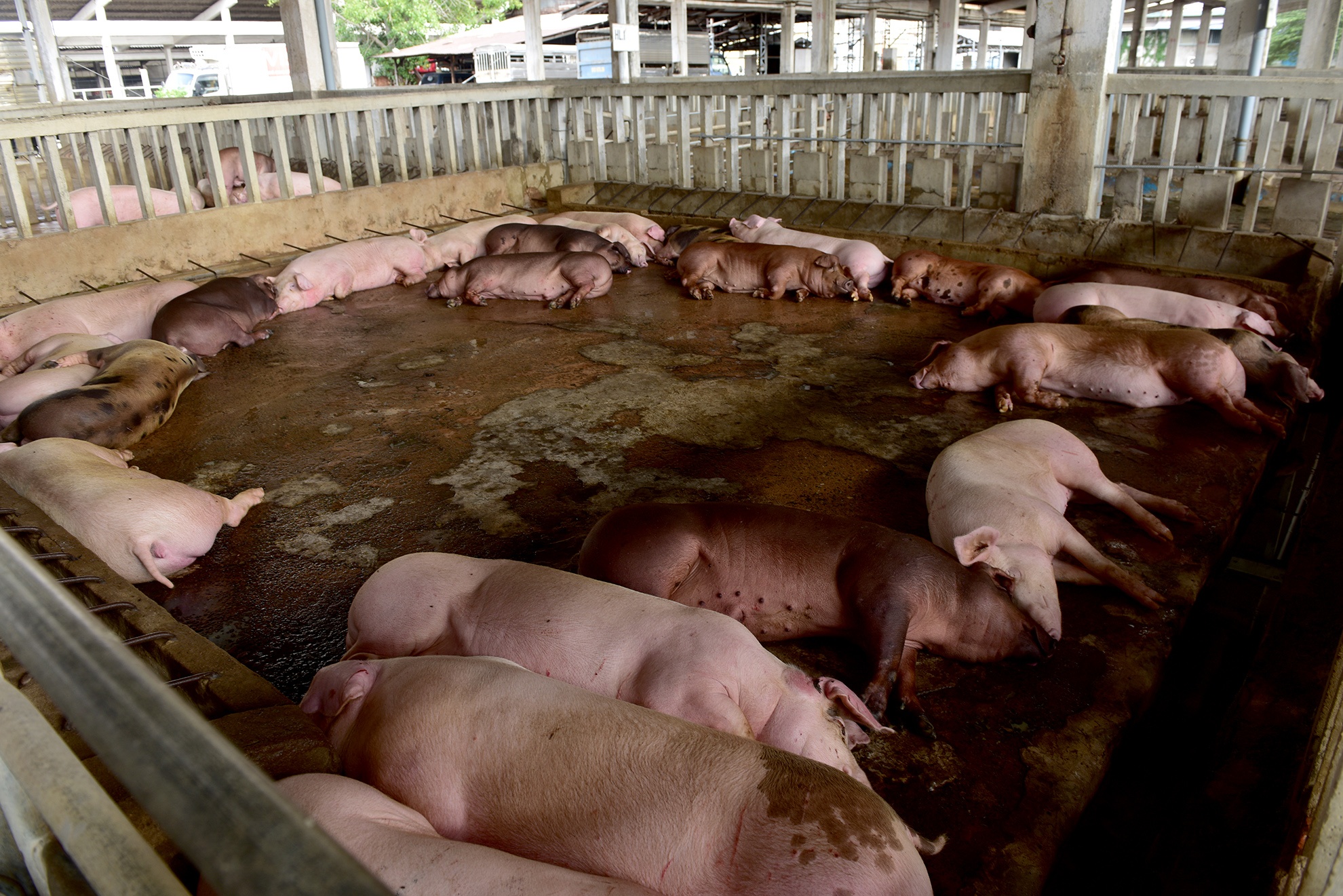 Tieu huy 80 con heo co chat cam anh 1