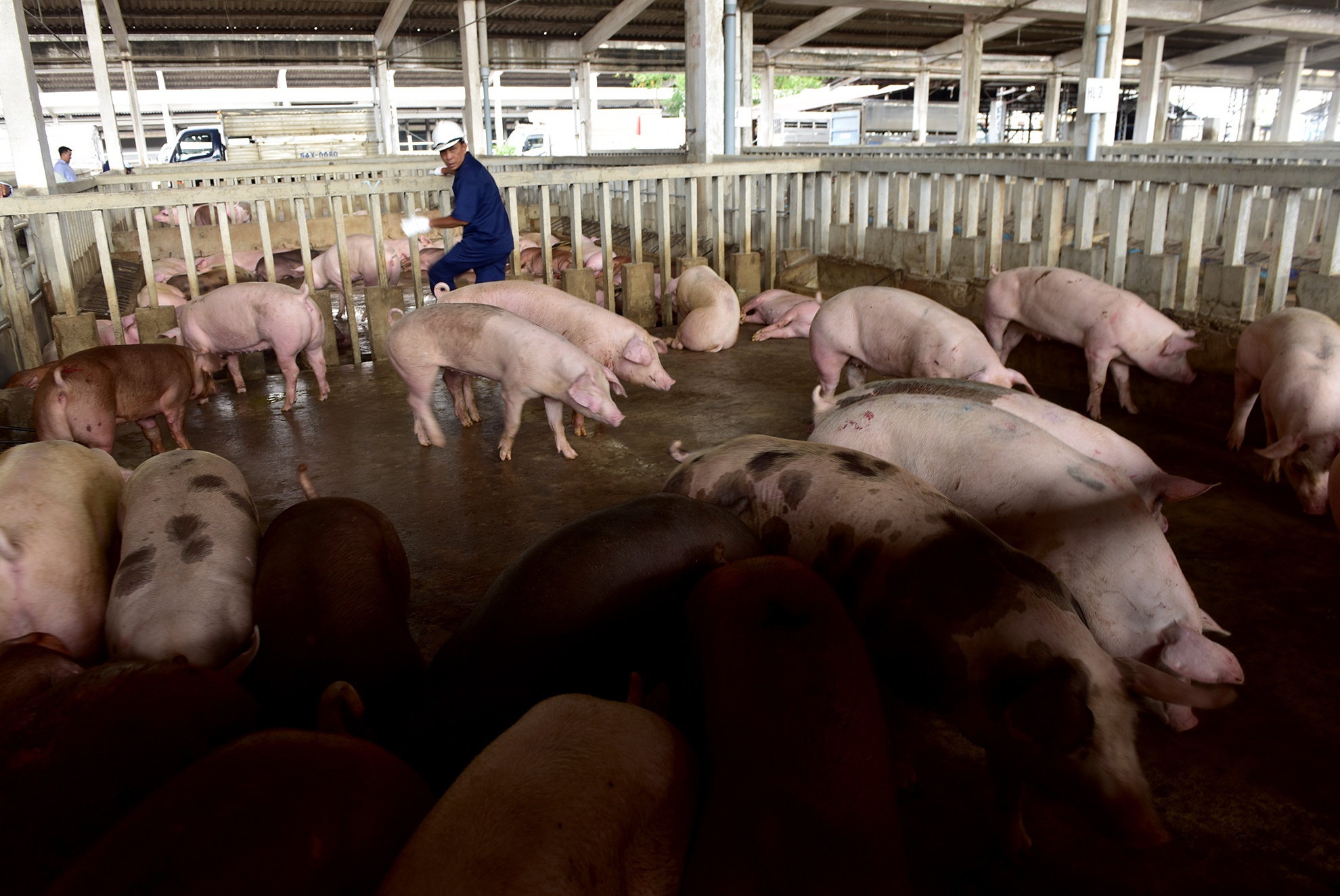 Tieu huy 80 con heo co chat cam anh 2