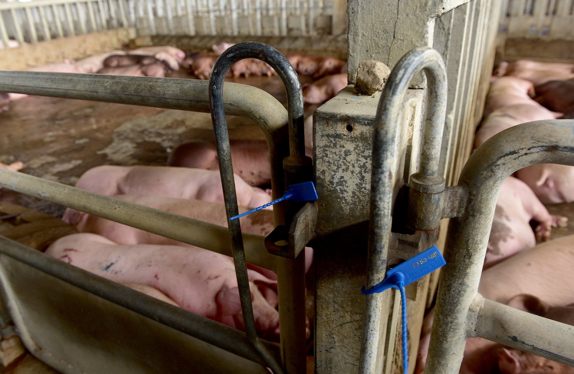 Tieu huy 80 con heo co chat cam anh 3