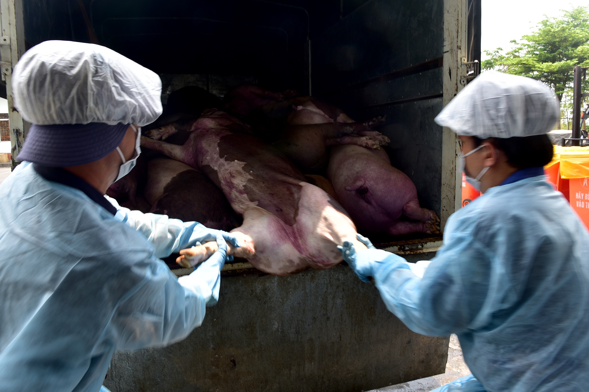 Tieu huy 80 con heo co chat cam anh 5