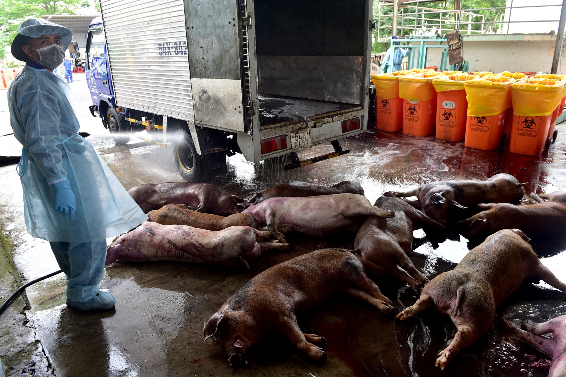 Tieu huy 80 con heo co chat cam anh 6