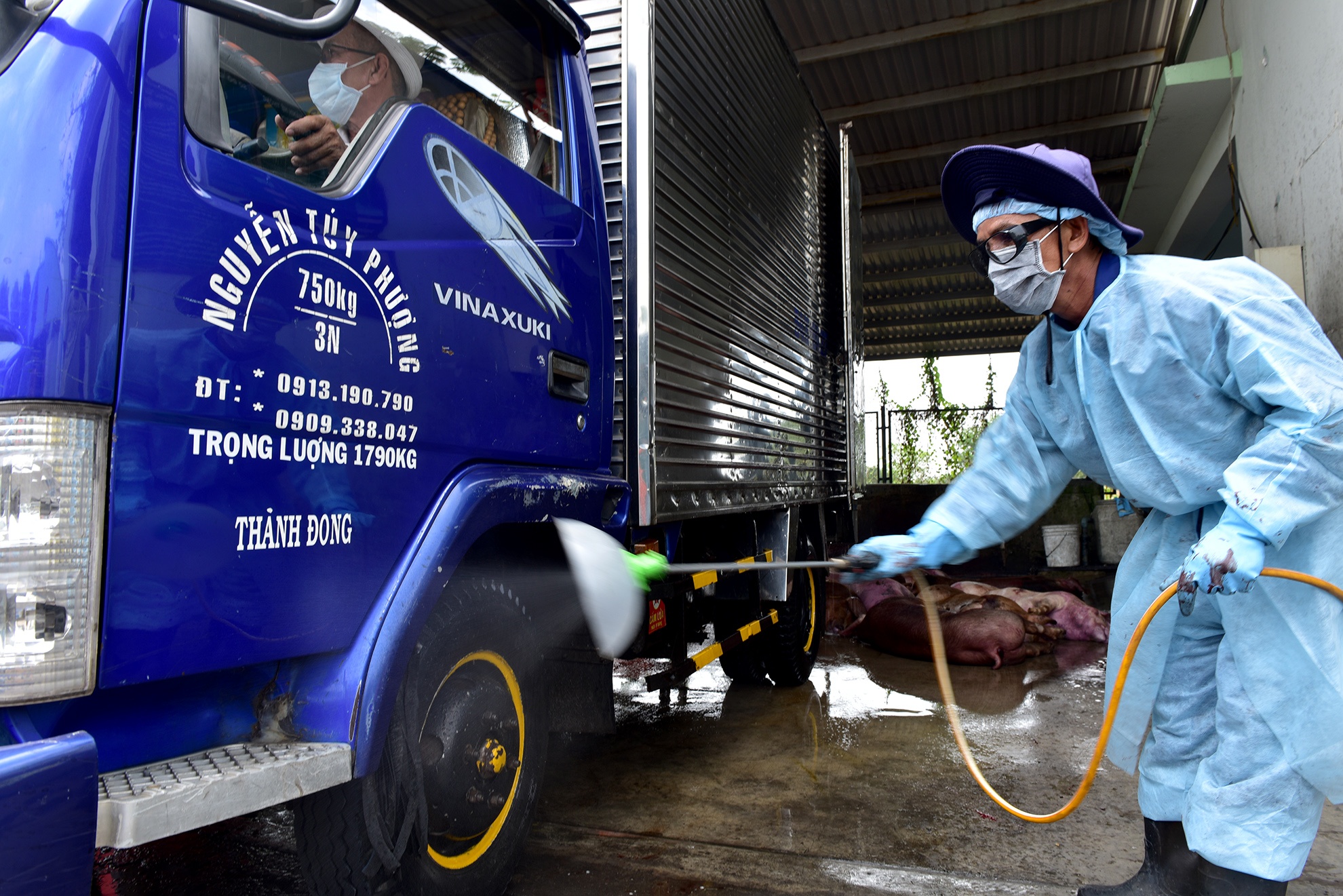 Tieu huy 80 con heo co chat cam anh 7