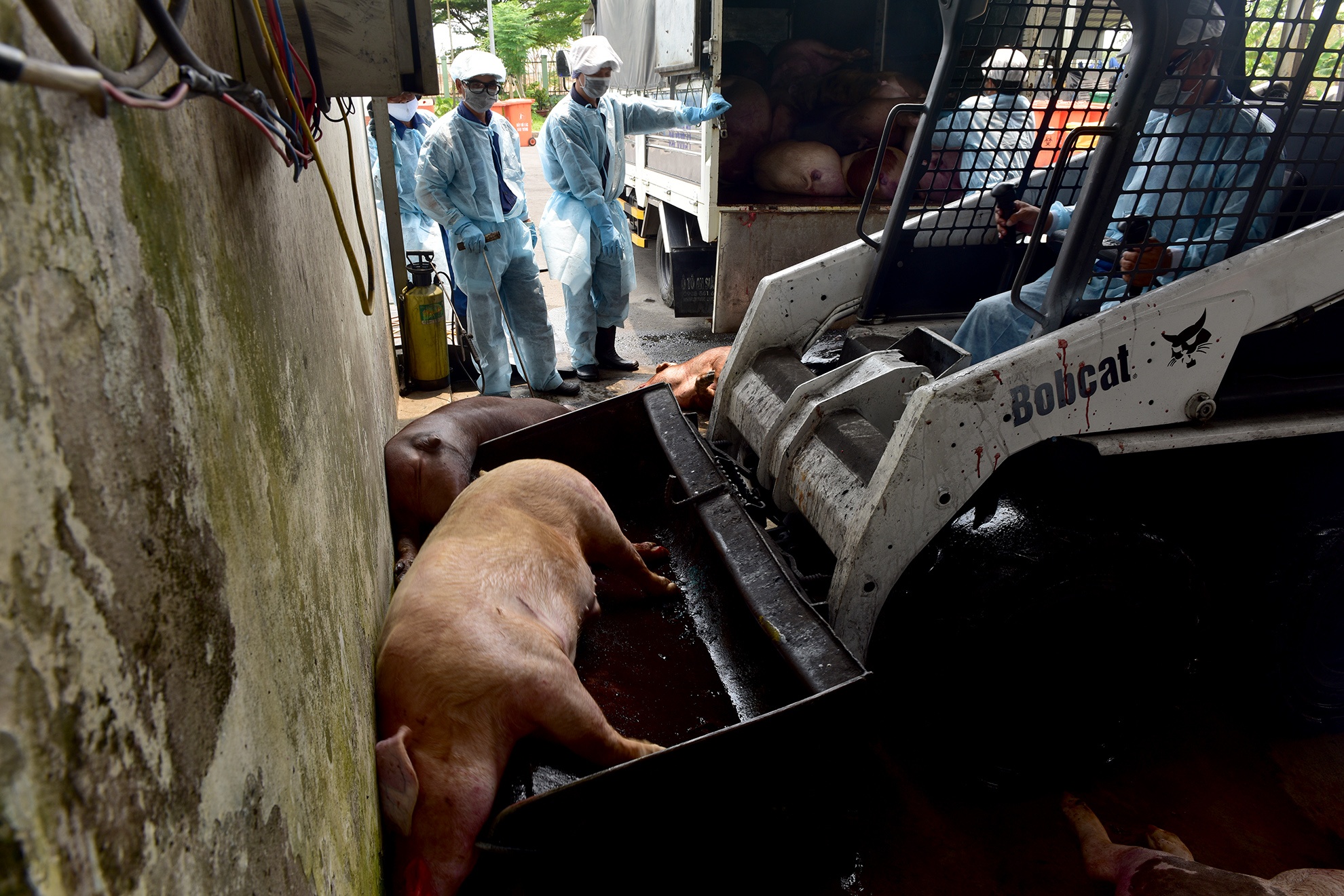 Tieu huy 80 con heo co chat cam anh 8