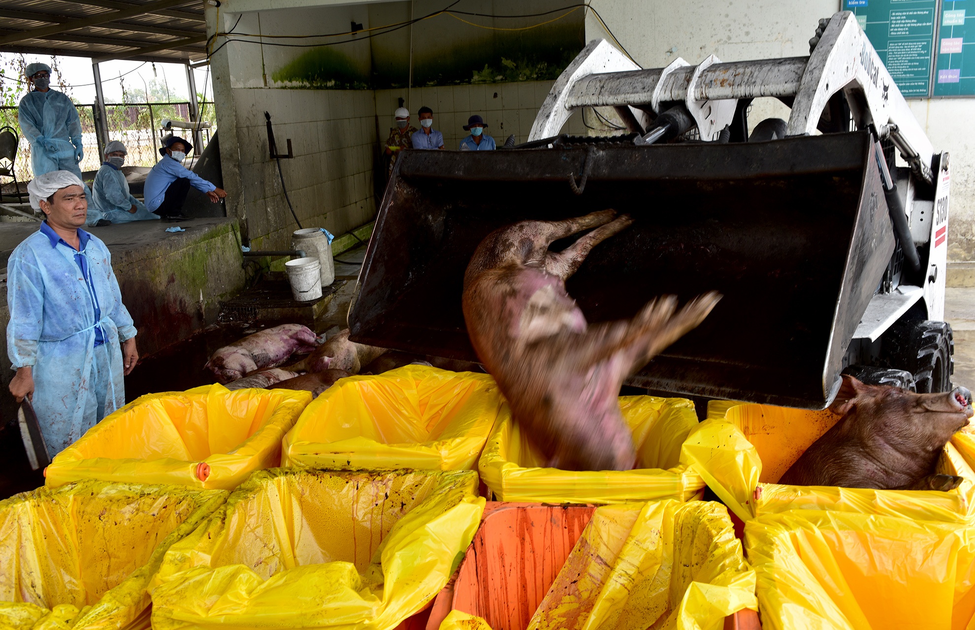 Tieu huy 80 con heo co chat cam anh 9