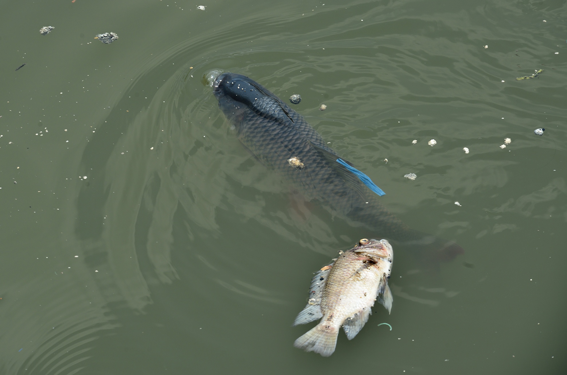 Ca chet kenh Nhieu Loc anh 11