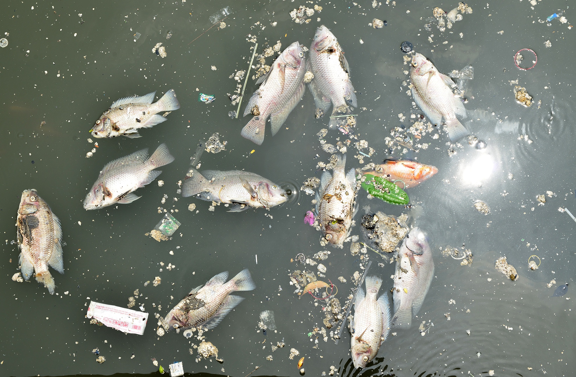 Ca chet kenh Nhieu Loc anh 4