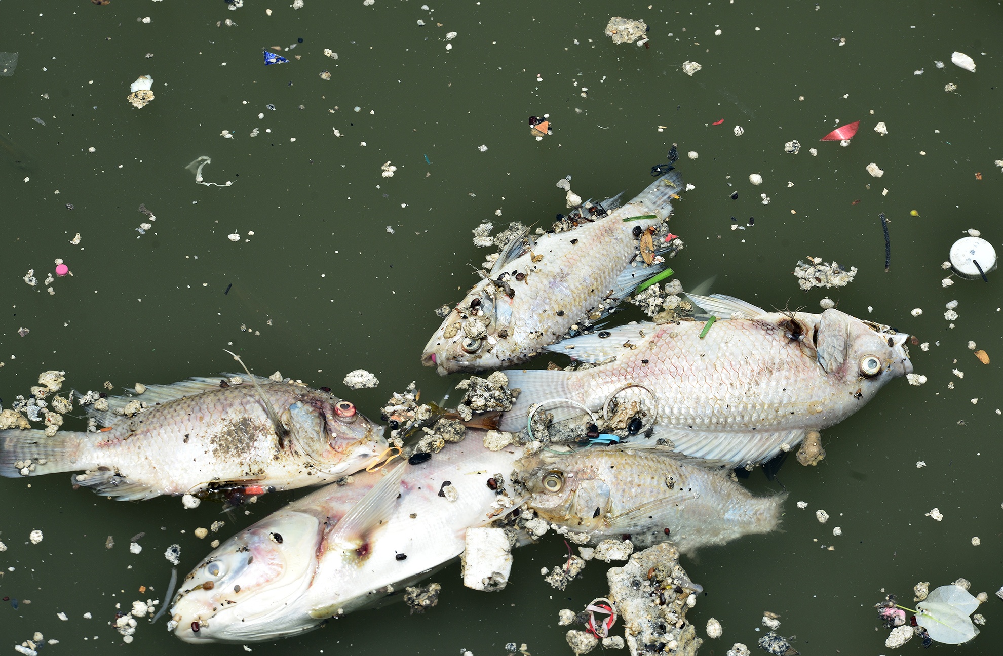 Ca chet kenh Nhieu Loc anh 5