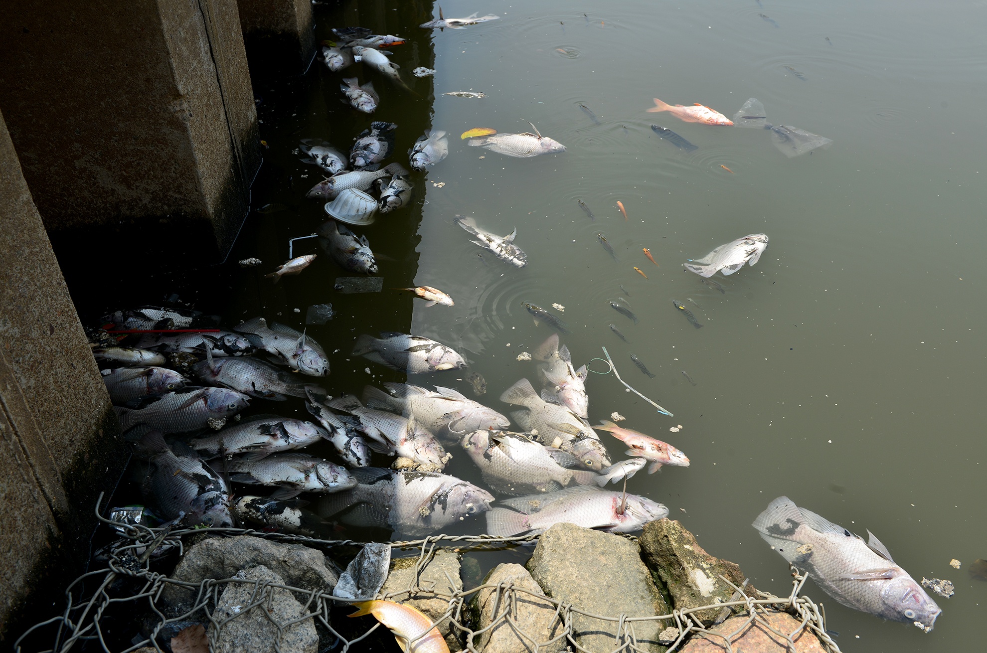 Ca chet kenh Nhieu Loc anh 6