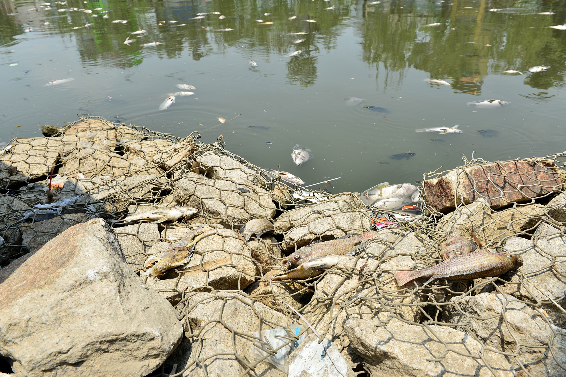 Ca chet kenh Nhieu Loc anh 7